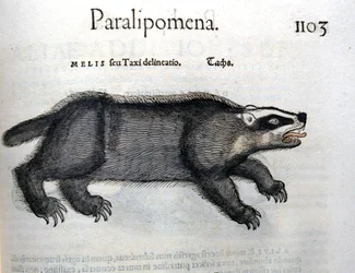 Tejón, ilustración de 