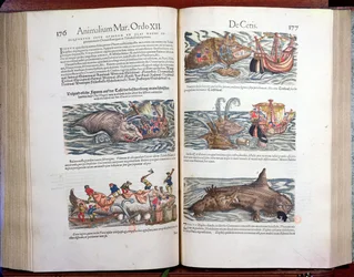 Despiece de una ballena y caza de ballenas, de Appendix historiae quadrupedum, viviparorum et oviparorum por Conrad Gesner (1516-65) naturalista suizo, 1554