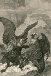 Quebrantahuesos y su presa