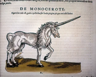 Unicornio, ilustración de 