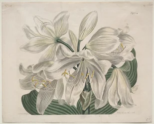La revista botánica o jardín de flores expuesto: Lirio de Cabo Blanco - Costa, 1806