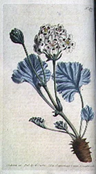 Geranio de tallo grueso (Pelargonium crassicaule), lámina 477 de 