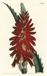 Árbol de aloe - Aloe de hojas estrechas, Aloe arborescens. Grabado en cobre coloreado a mano por F. Sansom Jr. después de una ilustración de Sydenham Edwards del Botanical Magazine de William Curtis, T. Curtis, Londres
