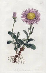Aster alpino o Margarita reina de los Alpes