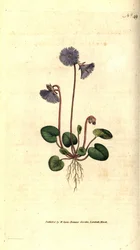 Soldanella alpina, del Botanical Magazine de William Curtis