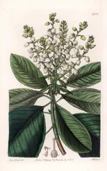 Árbol de arbutus americano - Grabado por S. Watts, de una ilustración de Sarah Anne Drake (1803-1857), del Registro Botánico de Sydenham Edwards (1768-1819), Inglaterra