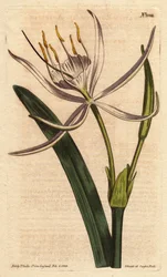 Pancratium americano con flores blancas fragantes. Pancratium rotatum. Grabado en cobre coloreado a mano de una ilustración botánica de Sydenham Edwards del Botanical Magazine de William Curtis