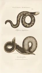Amphisbaena y serpiente verrugosa de Java