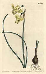 Narciso lágrimas de ángel - Narcissus triandrus (Narciso de flores reflejas amarillas, Narcissus triandrus v. luteus) - Grabado en cobre a mano coloreado por F. Sansom Jr. después de una ilustración de Sydenham Edwards del Botanical Magazine de William Cur