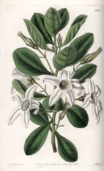 Anthocercis variete, nativa de Australia