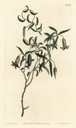 Billardiera mutabilis - Grabado en cobre coloreado a mano por F. Sansom Jr. después de una ilustración de Sydenham Edwards de la Revista Botánica de William Curtis, T. Curtis, Londres