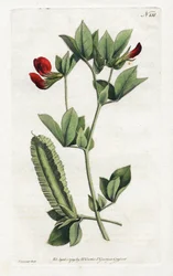 Guisantes de espárragos - Litografía de Sydenham Edwards (1768-1819), placa del Botanical Magazine de William Curtis (1746-1799)
