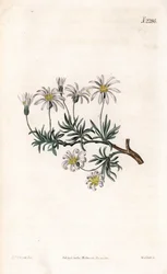 Aster acre - Aster arbustivo, Felicia fruticosa (Aster fruticulosus). Grabado en cobre coloreado a mano por Weddell después de una ilustración de Sydenham Edwards del Botanical Magazine de Samuel Curtis, Londres