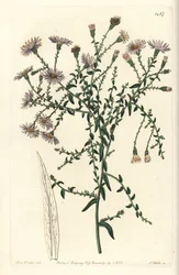 Aster de Nueva York, del Botanical Register de Sydenham Edwards