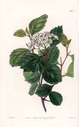 Aubepine o espino blanco, nativo de América del Norte - Grabado por S. Watts, de una ilustración de Sarah Anne Drake (1803-1857), del Registro Botánico de Sydenham Edwards (1768-1819), Inglaterra