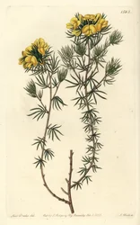 Gompholobium capitado, Gompholobium capitatum