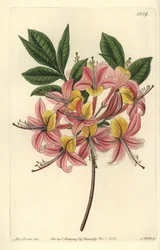 Azalea pontica amarilla - del Registro Botánico