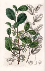 Azara Variete - Placa grabada por S. Watts, de una ilustración de Sarah Anne Drake (1803-1857), del Registro Botánico de Sydenham Edwards (1768-1819), Inglaterra