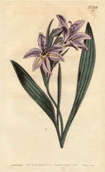 Flor de babuino con perfume dulce, con flores lilas pálidas. Babiana plicata. Grabado en cobre coloreado a mano de una ilustración botánica de Sydenham Edwards del Botanical Magazine de William Curtis, 1790