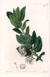 Uva de oso, originaria de California - Grabado por S. Watts, de una ilustración de Sarah Anne Drake, del Registro Botánico de Sydenham Edwards, Inglaterra