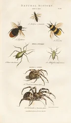 Abejas, pulgones y arañas