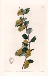 Berberis - Placa grabada por S.Watts, de una ilustración de Sarah Anne Drake, del Registro Botánico de Sydenham Edwards