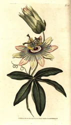 Pasiflora azul - Flor de la pasión común, Passiflora caerulea. Grabado en cobre coloreado a mano después de una ilustración botánica de Sydenham Edwards del Botanical Magazine de William Curtis, Lambeth Marsh, Londres