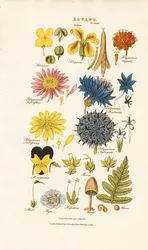 Clasificación botánica y representantes de los distintos grupos de plantas