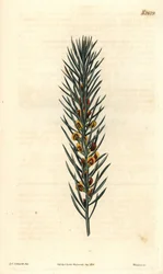 Daviesia Aicularis, nativa de Australia. Ilustración de Sydenham Edwards, grabado por Weddell. Aguafuerte en la Revista Botánica de Curtis, por Samuel Curtis