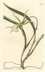 Brassavola perrinii (brasavola de Perrin), del Registro Botánico de Sydenham Edwards