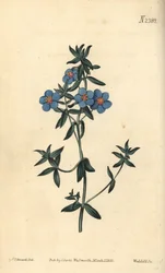 Pimpinela de hojas anchas, Anagallis latifolia. Grabado en cobre a mano coloreado por Weddell después de una ilustración botánica de Sydenham Edwards del Botanical Magazine de William Curtis, Samuel Curtis, Londres