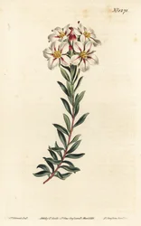Buchu, Adenandra villosa (Diosma de flores en umbela, Diosma speciosa) - Grabado en cobre a mano coloreado por F. Sansom Jr. después de una ilustración de Sydenham Edwards del Botanical Magazine de William Curtis, Londres