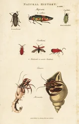 Bupreste y paguro (cangrejo ermitaño) - Escarabajos joya, Buprestis ocellata, cantárida escarlata, y cangrejo ermitaño común, Pagurus bernhardus (Cancer bernardus). Grabado en cobre coloreado a mano después de Sydenham Edwards del Pantologia de John Mason 
