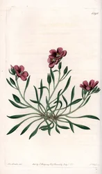 Calandrinia variedad, nativa de América - Placa grabada por S.Watts, de una ilustración de Sarah Anne Drake (1803-1857), del Botanical Register de Sydenham Edwards (1768-1819), Inglaterra