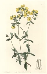 Calceolaire o zapatilla pequeña o bolso de dama, nativa de Chile - Agua fuerte por S. Watts de una ilustración de Sarah Anne Drake (1803-1857), del Registro Botánico