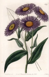 Erigeron de California