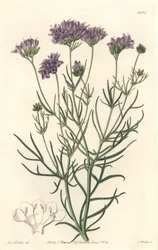 Gilia de California, del Registro Botánico