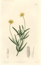 Platistema de California - del Registro Botánico