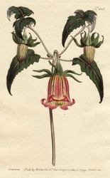 Campanilla canaria, flor en forma de campana caída, amarilla con venas rosadas, originaria de las Islas Canarias - del Registro Botánico