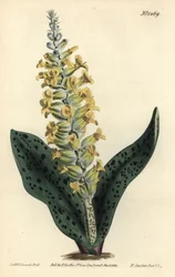 Jacinto del Cabo (falsa orquídea) - Lachenalia orchioides. Grabado en cobre coloreado por F. Sansom Jr. de una ilustración de Sydenham Edwards del Botanical Magazine de William Curtis, Londres