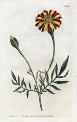 Clavel de la India o tagete etalee - Litografía de Sydenham Edwards, placa de la Revista Botánica de William Curtis