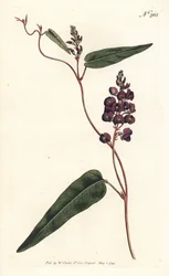 Caulinia bimaculata (Glycine bimaculata). Grabado en cobre coloreado a mano por Sansom después de una ilustración de Sydenham Edwards de la Revista Botánica de William Curtis, Londres