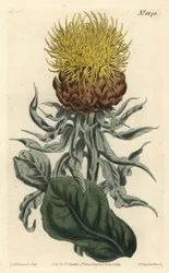 Centaurea de cabeza grande - Centaurea macrocephala