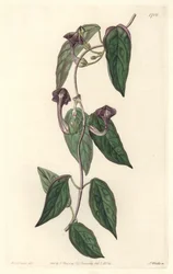 Ceropegia elegante, nativa de India - Agua fuerte de S. Watts de una ilustración de Sarah Anne Drake (1803-1857), del Registro Botánico