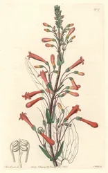 Chelone con hojas de valeriana, nativa de California, del Registro Botánico
