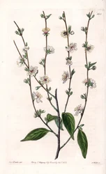 Cerezo - Placa grabada por S. Watts, de una ilustración de Sarah Anne Drake (1803-1857), del Registro Botánico de Sydenham Edwards (1768-1819), Inglaterra