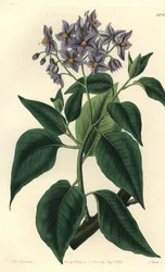 Árbol de papa chileno o solanum de hojas rizadas - del Registro Botánico