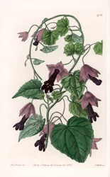 Sombrero chino - Placa grabada por S. Watts, de una ilustración de Sarah Anne Drake (1803-1857), del Botanical Register de Sydenham Edwards (1768-1819), Inglaterra