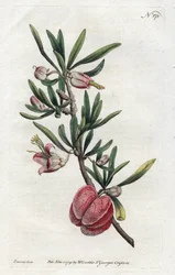 Farol chino o Nymania - Litografía de Sydenham Edwards, del Botanical Magazine de William Curtis