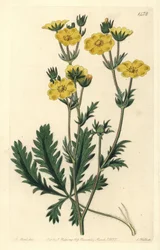 Cinquefoil erguido - Potentilla laciniosa. Grabado en cobre coloreado a mano por S. Watts después de una ilustración de M. Hart del Botanical Register de Sydenham Edwards, Ridgeway, Londres